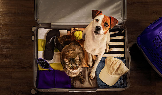 Pref. Municipal de Joinville